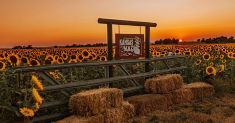 Walk Through More than 600,000 Blooms At The Kansas Maze Sunflower Festival, The Most Beautiful Festival In Kansas