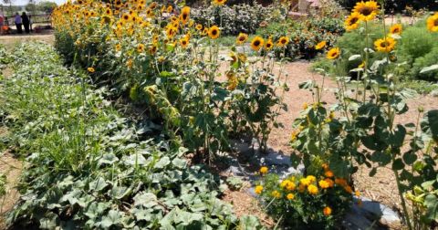 The Sunflower Festival At Mortimer Farms In Arizona Is A Bright And Sunny Day Trip Destination