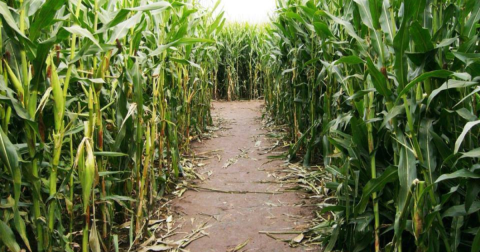 Get Lost In These 4 Awesome Corn Mazes In Louisiana This Fall