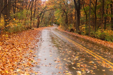 There's Nothing Quite As Magical As The Tunnel Of Trees You'll Find At The UW Arboretum In Wisconsin