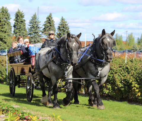 Fantail Farm In Michigan Offers Fantastic Horse-Drawn Wagon Rides In Every Season