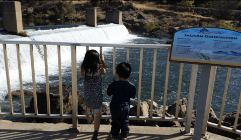 Watch In Awe As Thousands Of Chinook Salmon Make Their Seasonal Return To This Fish Hatchery In Northern California