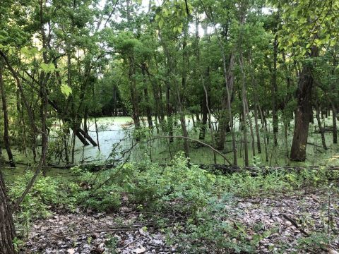 An Easy But Gorgeous Hike, The Stoner Trail Leads To A Unique River In Louisiana