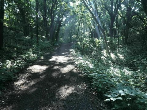 There's Nothing Quite As Magical As The Tunnel Of Trees You'll Find At Good Earth State Park In South Dakota