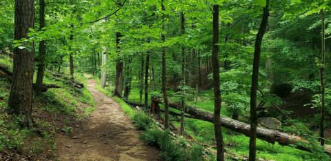 A Mysterious Woodland Trail In Georgia Will Take You To Original Homestead Ruins