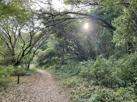 Come Hike Through The Florida Treasure Known As Hidden Waters Preserve