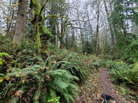 The Four Cedars Outer Loop In Washington Takes You From The Forest To The Lake And Back