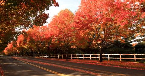 Take A 2-Hour Drive Through Oregon To See This Year's Beautiful Fall Colors