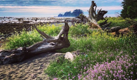 Visit Ozette Beach In Washington, A Hidden Gem Beach That Has Its Very Own Petroglyphs