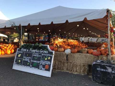 Mesa Is The One Town In Arizona That Transforms Into A Terrifying Halloween Wonderland