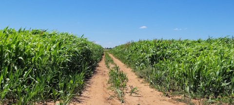 This Corn Maze In New Mexico Has The Coolest Design And You Need To Explore It