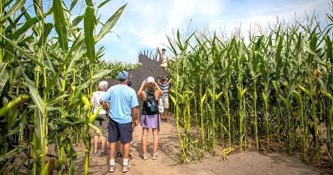 Get Lost In These 13 Awesome Corn Mazes In Massachusetts This Fall