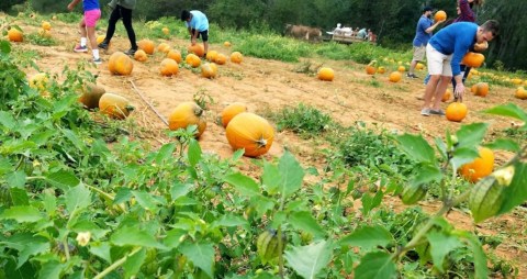 Old Baker Farm In Alabama Was Recently Named The Best Place To Pick A Pumpkin This Fall