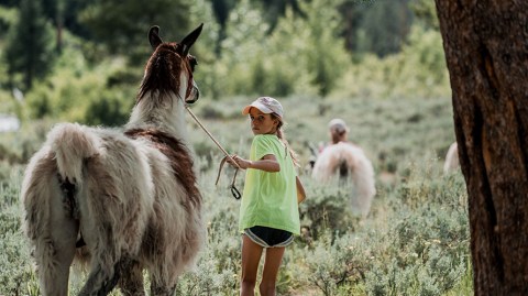 Hike With Llamas At Rocky Mountain Llama Treks At Rocky Mountain National Park In Colorado