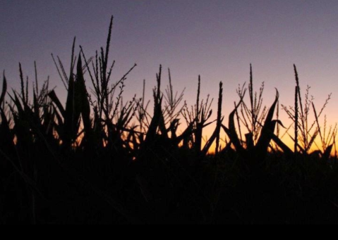 We Dare You To Enter The Most Haunted Corn Maze In Texas This Halloween