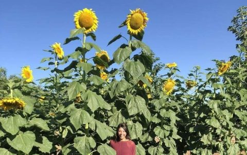 Walk Through 1.5 Acres Of Sunflowers At The Sweet Eats Fruit Farm Sunflower Festival, The Most Beautiful Festival In Texas