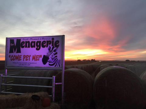 You'll Never Forget A Visit To Bradt’s Menagerie, A One-Of-A-Kind Farm Filled With Furry Animals In Oklahoma