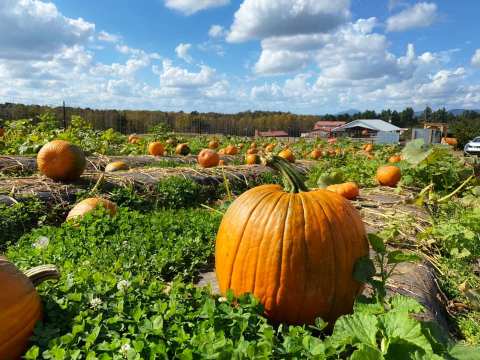 Jaemor Farms In Georgia Has Over 70-Acres Of Pumpkins Waiting To Be Picked