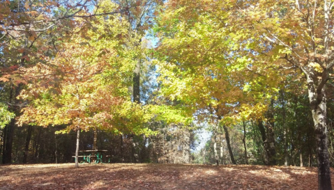 The Awesome Hike That Will Take You To The Most Spectacular Fall Foliage In Mississippi