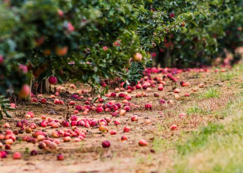 Experience The Ideal New Jersey Fall Day When You Go Apple Picking At Eastmont Orchards