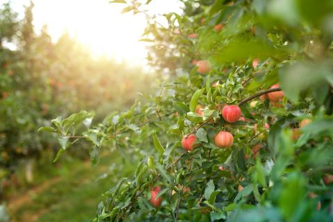 Nothing Says Fall Is Here More Than A Visit To Colorado's Charming Apple Farm