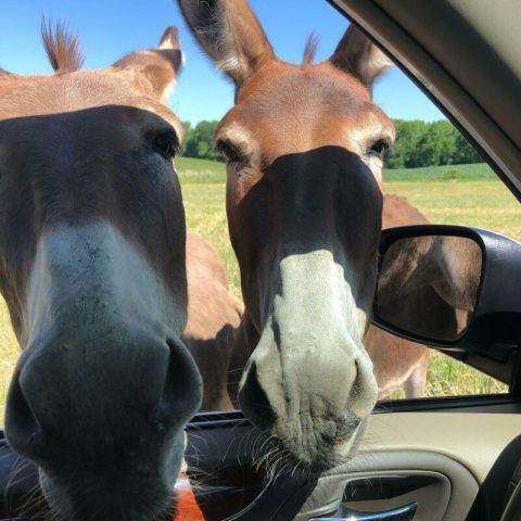 Adventure Awaits At This Drive-Thru Safari Park In Indiana