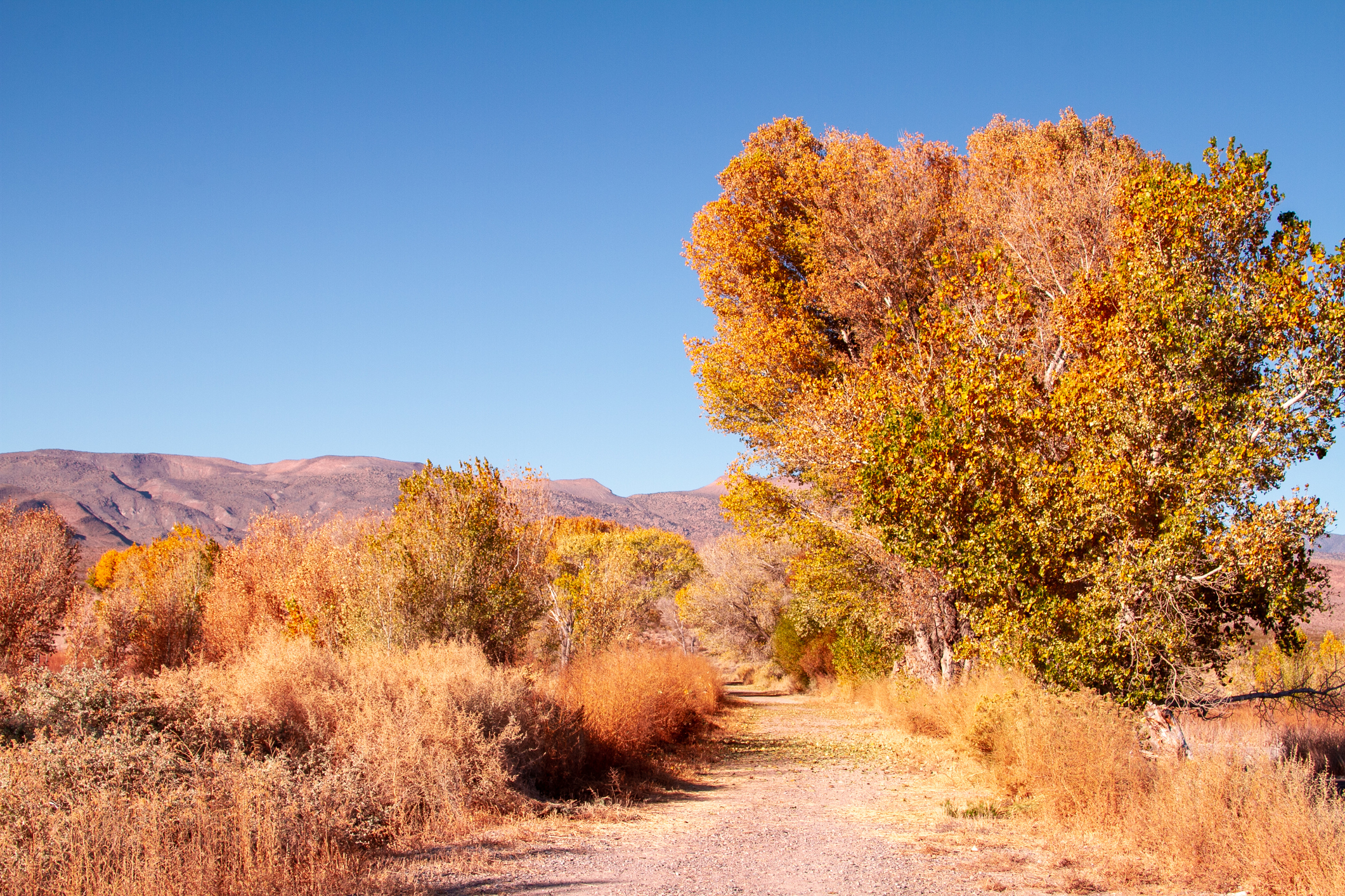 Nevada banner image