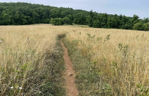 Take An Easy Hike To A Gorgeous Shenandoah National Park Overlook When You Hike Calf Mountain In Virginia