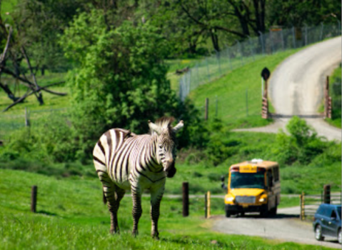 There's A Wildlife Safari Park Hiding In Winston, Oregon