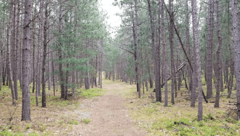 The Corsail Trail Network In Michigan Is A Whimsical Place To Hike, Ski, And Stroll