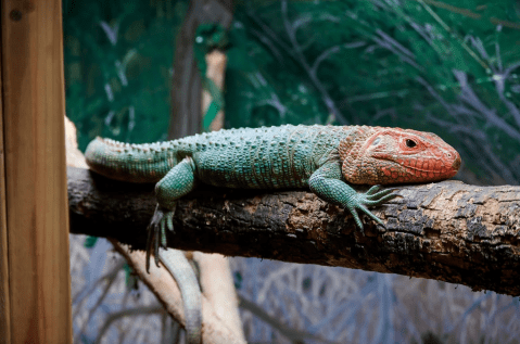 This Zoo Is The Wildest Place You'll Ever Visit In Kentucky