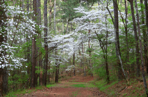 Bowie Nature Park, Just A Short Drive From Downtown Nashville, Is A Beautiful Hidden Gem For Lovers Of The Outdoors