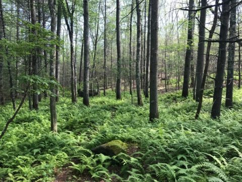 The Exhilarating Woodland Hike In Rhode Island That Everyone Must Experience At Least Once