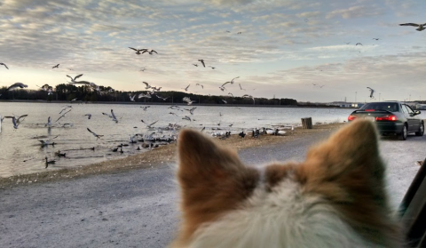 Old Hickory Beach Is A Unique Dog-Friendly Destination In Tennessee Perfect For An Outdoor Adventure