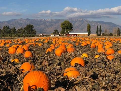 Take A Bite Out Of Fall With The Apple Cider Donuts From Apple Annie's Orchard In Arizona