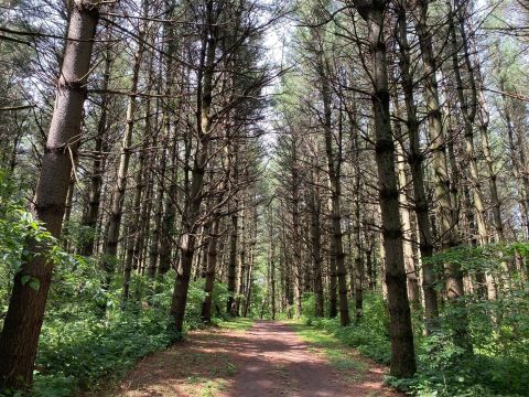 There's Nothing Quite As Magical As The Tunnel Of Trees You'll Find At Wildcat Den In Iowa