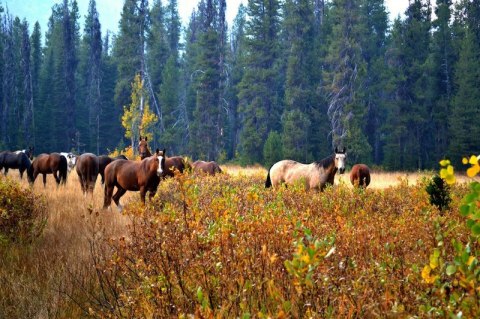 Take A Fall Foliage Trail Ride On Horseback With Deadwood Outfitters In Idaho