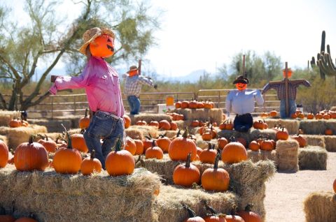 The Pumpkin Patch At MacDonald's Ranch In Arizona Is A Classic Fall Tradition