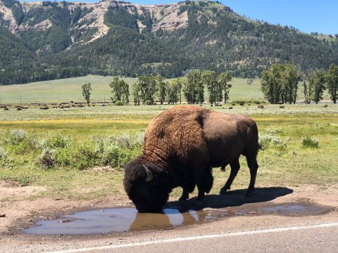 One Of America's Oldest Wildlife Refuges In Right Here In Montana