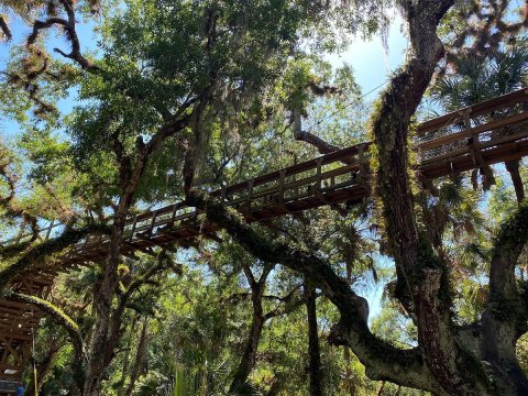 Spend The Day Exploring The Swinging Bridge Canopy Walkway In Florida