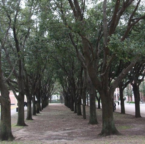 There's Nothing Quite As Magical As The Tunnel Of Trees You'll Find At Gerald D. Hines Waterwall Park In Texas