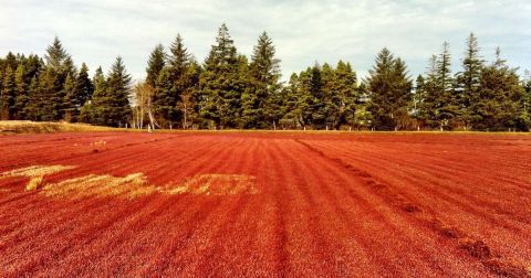 This Family-Owned Cranberry Bog Might Be One Of The Most Unique Day Trips In Oregon