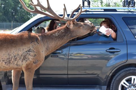 Adventure Awaits At This Drive-Thru Safari Park In Ohio