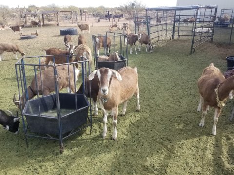 You'll Never Forget A Visit To Toggenburg Goats, A One-Of-A-Kind Farm Filled With Adorable Goats In Arizona