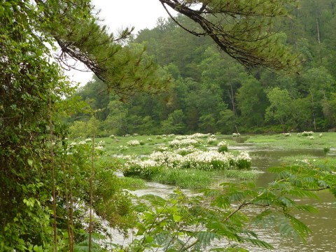 These Alabama Lilies Are The Coolest Things You'll Ever See For Free