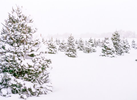 Get Lost At This Big And Beautiful Christmas Tree Farm In Colorado