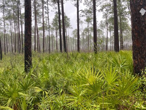 Tuxachanie Trail Is A Gorgeous Forest Trail In Mississippi That Will Take You To A Hidden Overlook