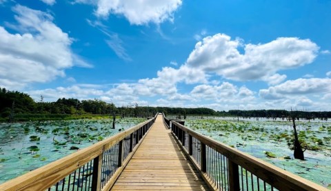 Black Bayou Lake Nature Trail In Louisiana Leads To One Of The Most Scenic Views In The State
