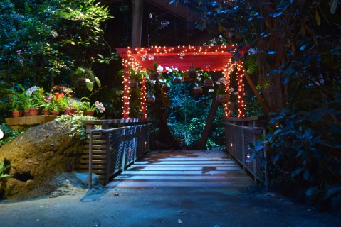 Discover A Festive Wonderland Of Plants At The Cleveland Botanical Garden This Season