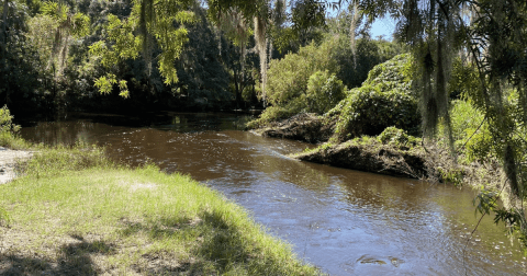 Hunt For Fossils On The Beautiful And Easy Peace River In Florida